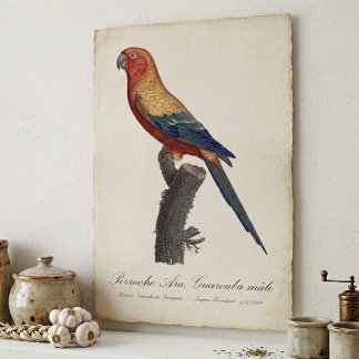 Poster Aratinga Solsticial, Aratinga Solstitialis