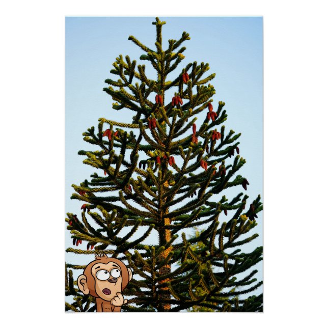 Póster Araucária. (Frente)