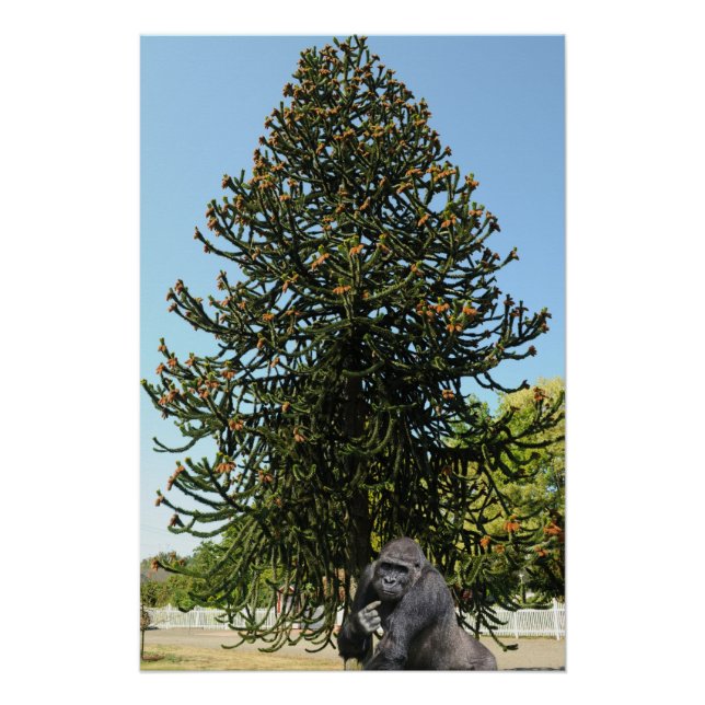 Póster Araucária. (Frente)
