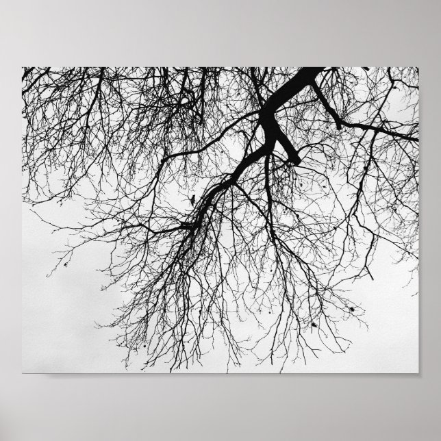 Poster Arbre Noir et blanc (Frente)