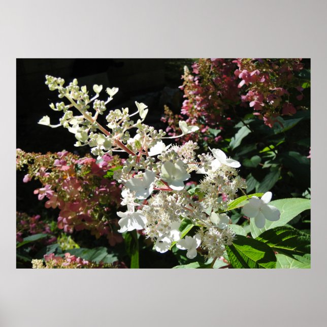 Poster Arbustão de Flor Pinky Winky Hydrangea (Frente)