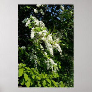 Poster Arbusto com flores brancas