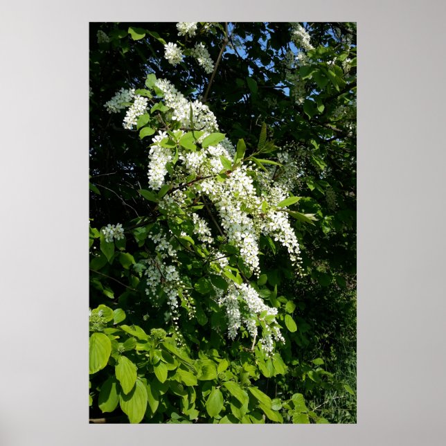 Poster Arbusto com flores brancas (Frente)