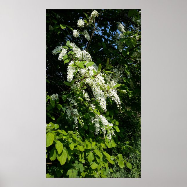 Poster Arbustos com flores brancas (Frente)