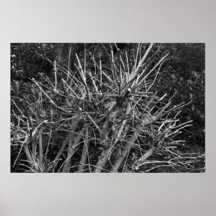 Poster Arbustos podados
