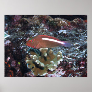 Poster Arc Eye Hawkfish