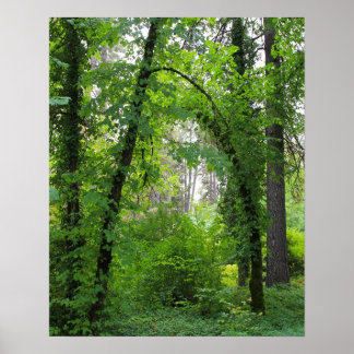 Póster "Arch", Floresta de Árvore Alder