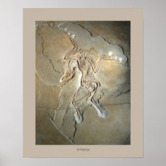 Póster Archaeopteryx