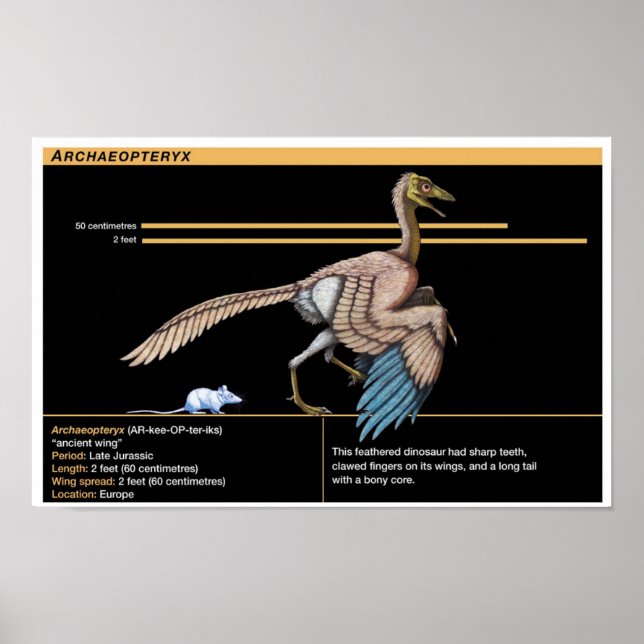 Poster Archaeopteryx - Biologia do Dinossauro Jurássico (Frente)