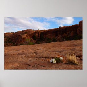 Poster Arches Slickrock e Paisagem de Primrose da Noite