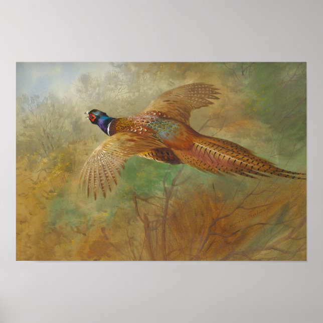 Póster Archibald Thorburn Flying faasant CC0087 (Frente)