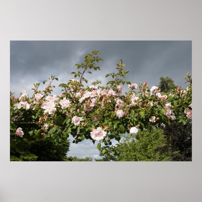 Poster arco de rosas (Frente)