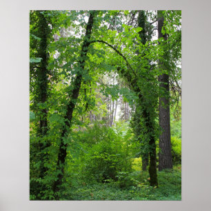 Póster "Arco", floresta da árvore de amieiro