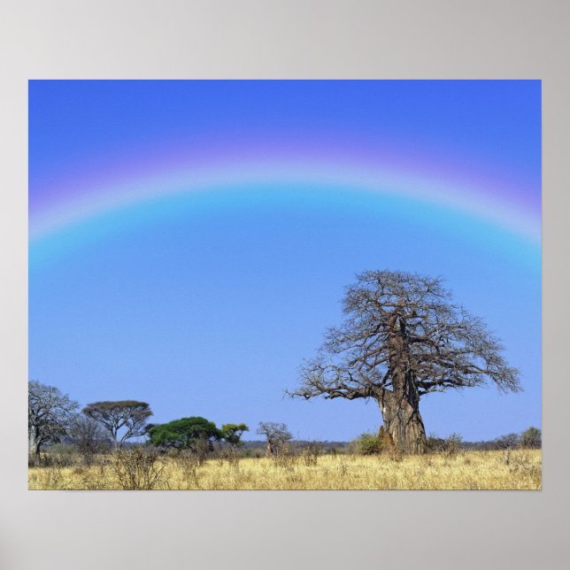 Poster Arco-íris e árvore baobá africano, Adansonia (Frente)
