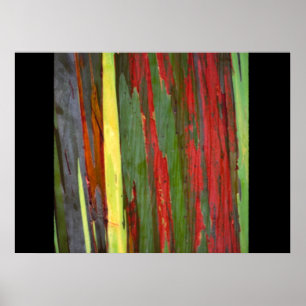 Póster Arco-íris Eucalyptus-1