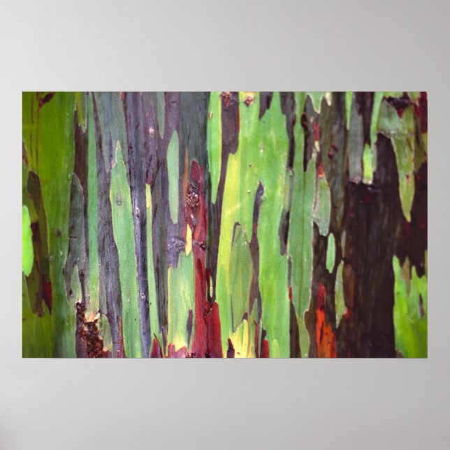 Póster Arco-íris Eucalyptus 1 (Frente)