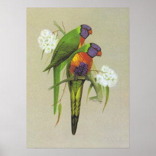 Póster Arco-íris Lorikeet - haematodus do Trichoglossus