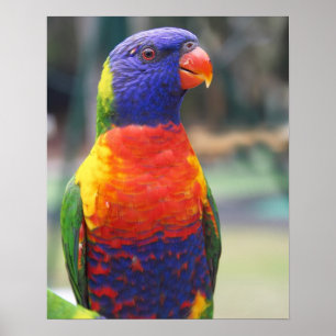 Póster Arco-Íris Lorikeet (Trichoglossus haematodus 2)