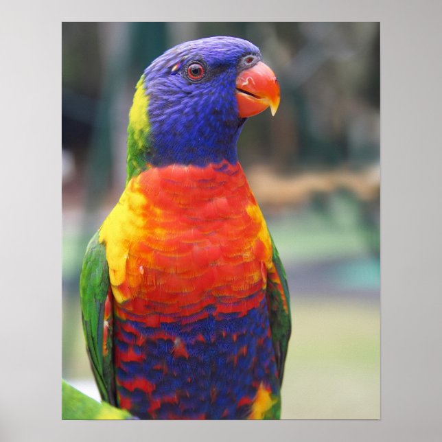 Póster Arco-Íris Lorikeet (Trichoglossus haematodus 2) (Frente)