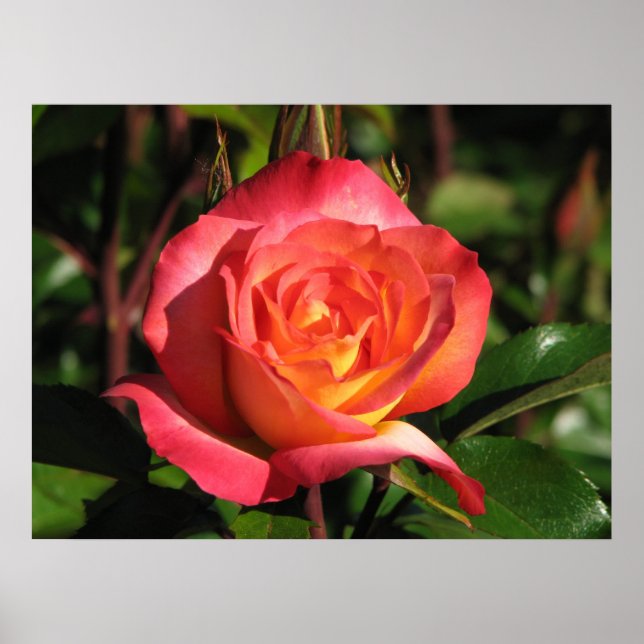 Póster Arco-Íris Sorbet Floribunda Rosa 139 (Frente)