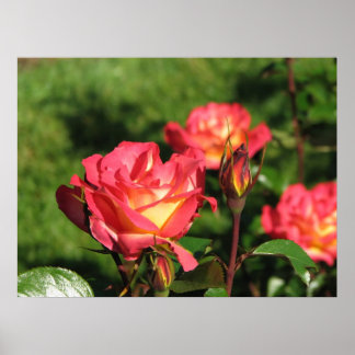 Póster Arco-Íris Sorbet Floribunda Rosa 140