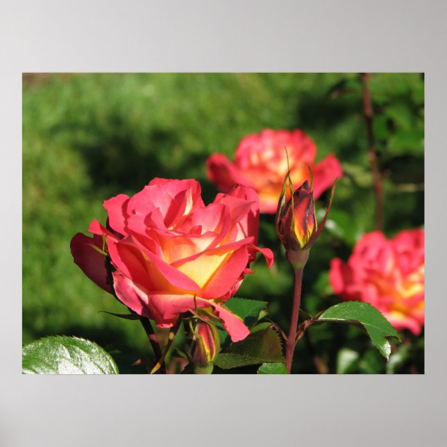 Póster Arco-Íris Sorbet Floribunda Rosa 140 (Frente)