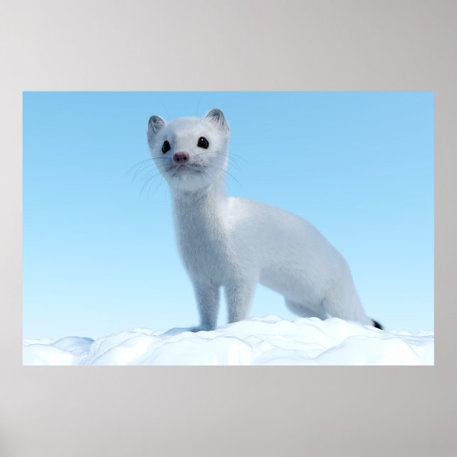 Poster Arctic Weasel Charm (Frente)