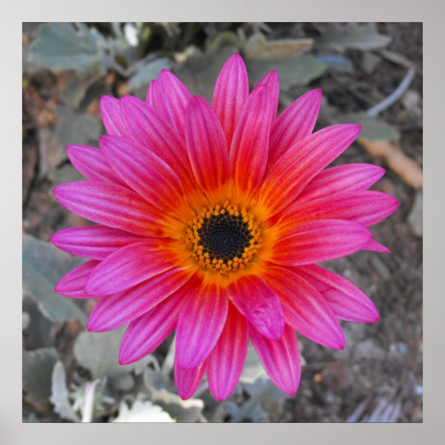 Póster Arctotis - Margarida Africana (Frente)