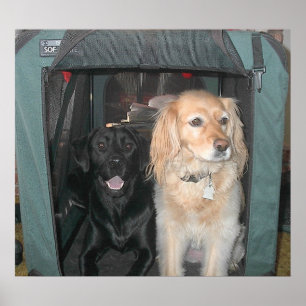 Póster Ardósia e Sasha