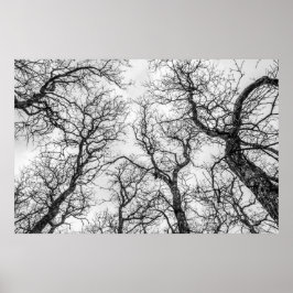 Poster Áreas tortas, árvores negras