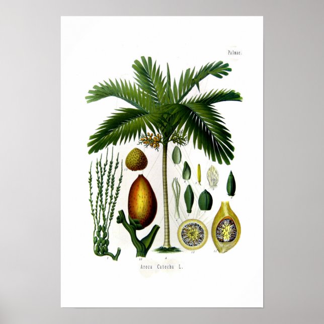 Poster Areca catechu (palma de noz betel) (Frente)