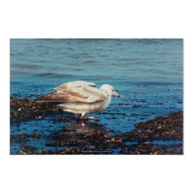 Póster Arenque Gull P1046 (Frente)