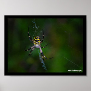 Poster Argiope bruennichi, Aranha Vespa, Aranha de teia o