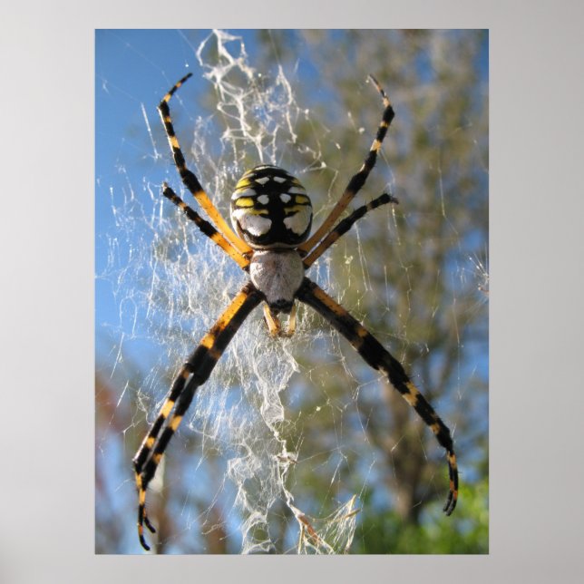Póster Argiope Spider (Frente)