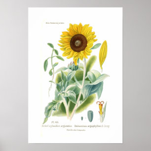 Poster Argophyllus do Helianthus