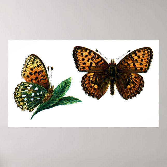 Poster Argynnis aglaja (Frente)