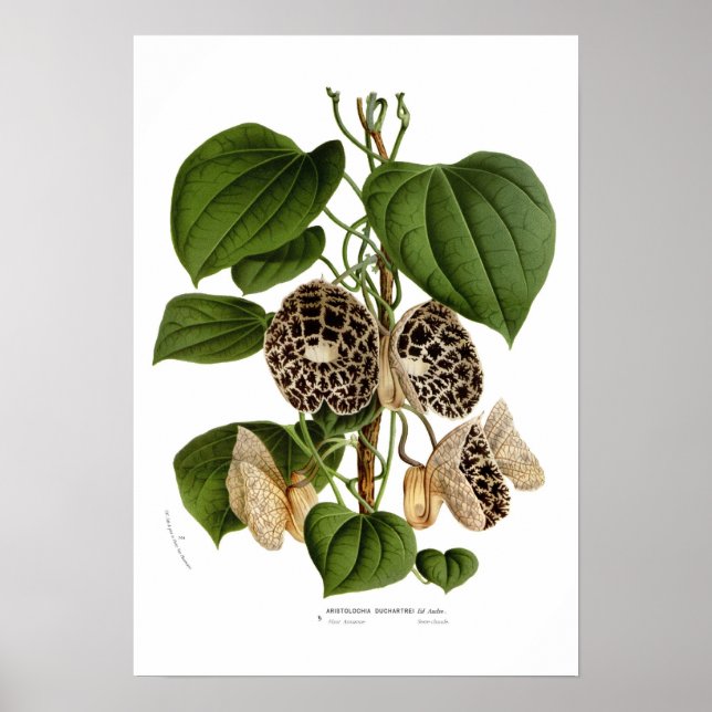 Póster Aristolochia duchartrei (Frente)