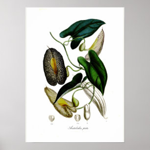 Poster Aristolochia picta