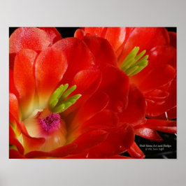 Poster Arizona Claret Cup Cactus Red Orange Flowers