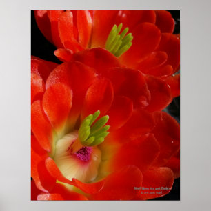 Poster Arizona Claret Cup Cactus Red Orange Flowers