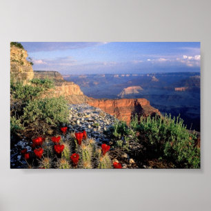 Poster Arizona de Claret Cup Cactus