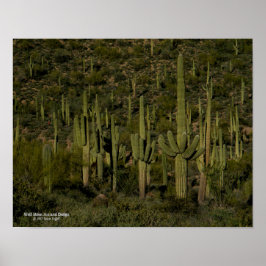 Poster Arizona do deserto do Saguaro Cactus