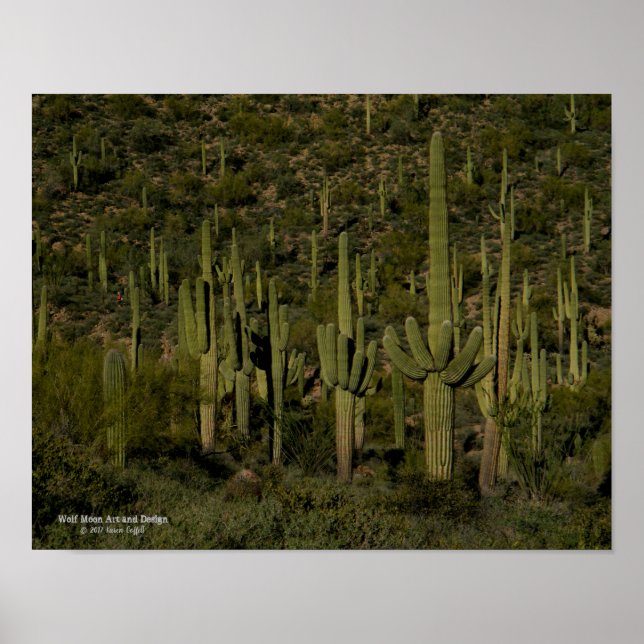 Poster Arizona do deserto do Saguaro Cactus (Frente)