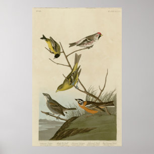 Póster Arkansaw Siskin, Vermelho-votação Mealy, Tanager