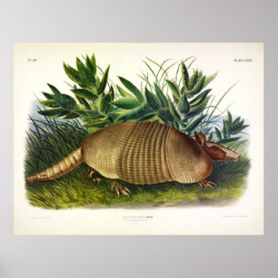 Poster Armadillo, de nariz longo, de nove pés, por Audub