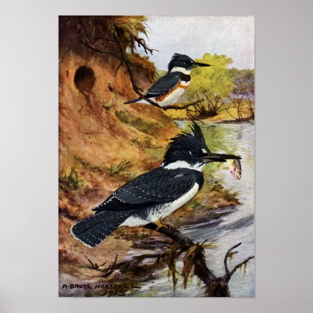 Póster Armadores Cinturados e o Túnel do Ninho (Frente)