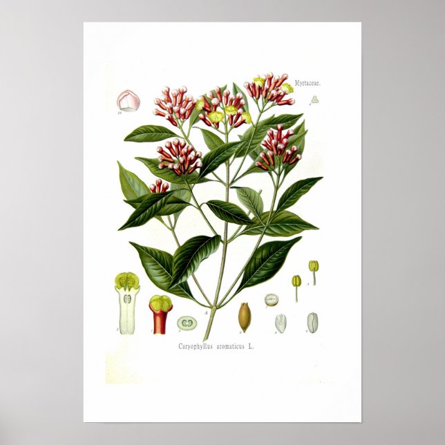 Poster Aroma de Caryophyllus aromaticus (Clove) (Frente)
