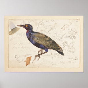 Poster [Aroma não identificado]. 1835, Lear, Edward