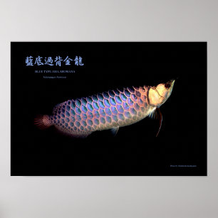 Póster Arowana asiática "Tipo Azul"