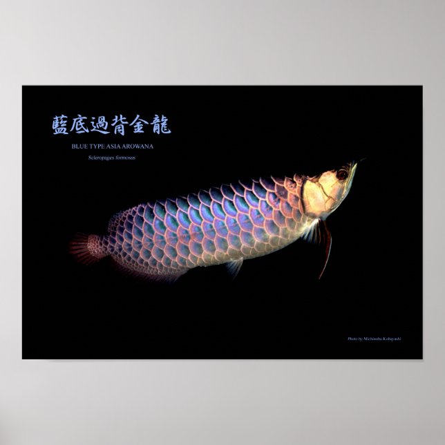 Póster Arowana asiática "Tipo Azul" (Frente)